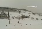 El venado luchando con la nieve