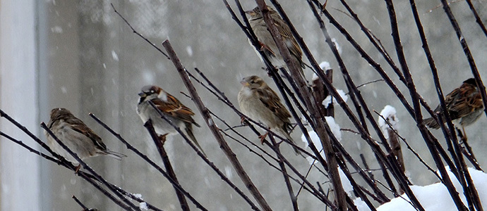 Galera de fotos comienzo Nevadas Febrero 2018