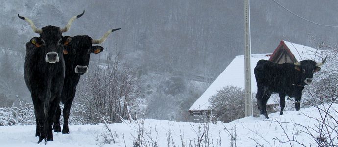 Por Santa Cecilia, la nieve en la rodilla y la vaca a la cebilla